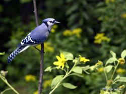 Blue Jay 1024